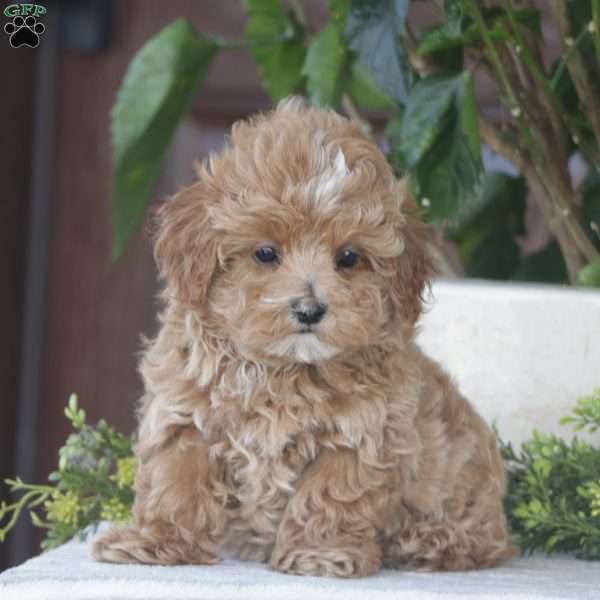 Timmy, Maltipoo Puppy